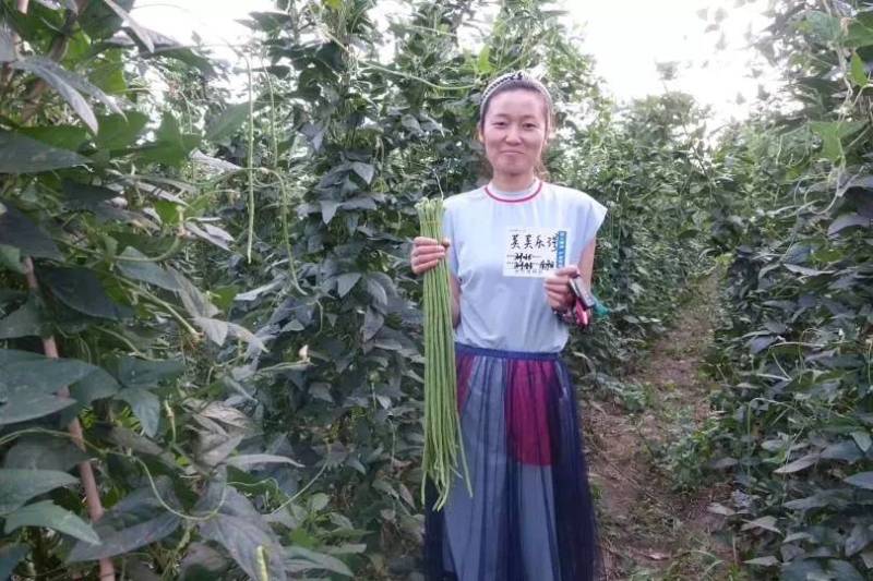 【高品质】荚荚乐3号翠绿豇豆种子耐热越夏4荚80公分