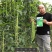 【高品质】荚荚乐3号翠绿豇豆种子耐热越夏4荚80公分