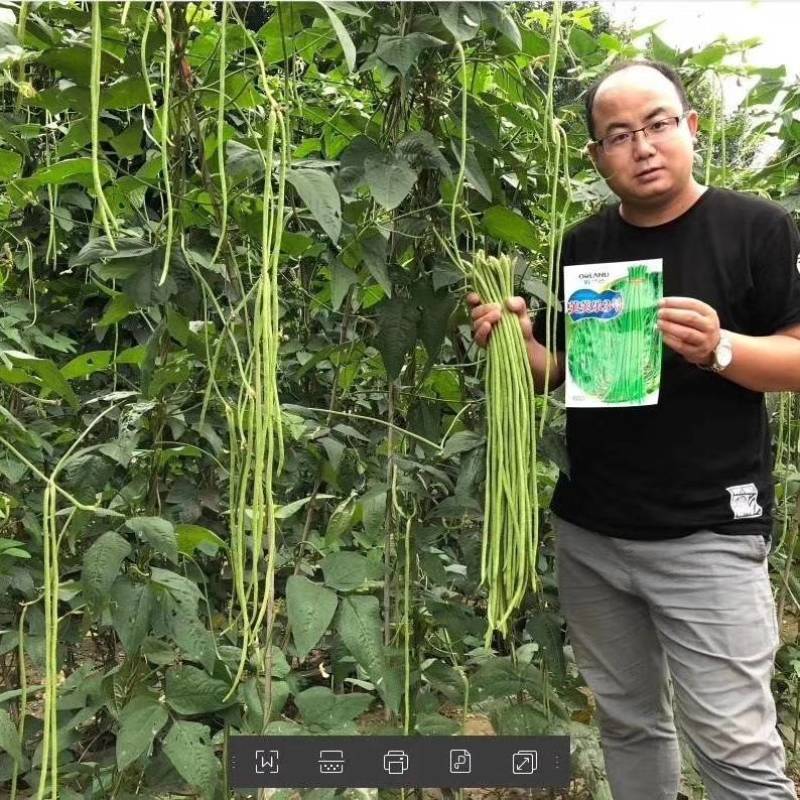 【高品质】荚荚乐3号翠绿豇豆种子耐热越夏4荚80公分