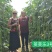 【高品质】荚荚乐3号翠绿豇豆种子耐热越夏4荚80公分