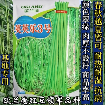 【高品质】荚荚乐3号翠绿豇豆种子耐热越夏4荚80公分