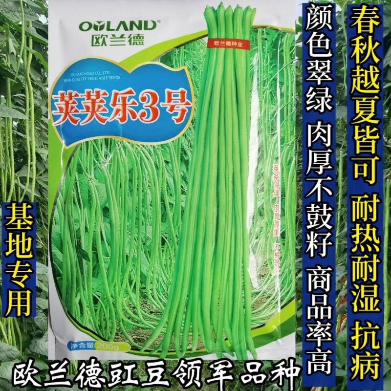 【高品质】荚荚乐3号翠绿豇豆种子耐热越夏4荚80公分