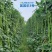 【高品质】荚荚乐3号翠绿豇豆种子耐热越夏4荚80公分