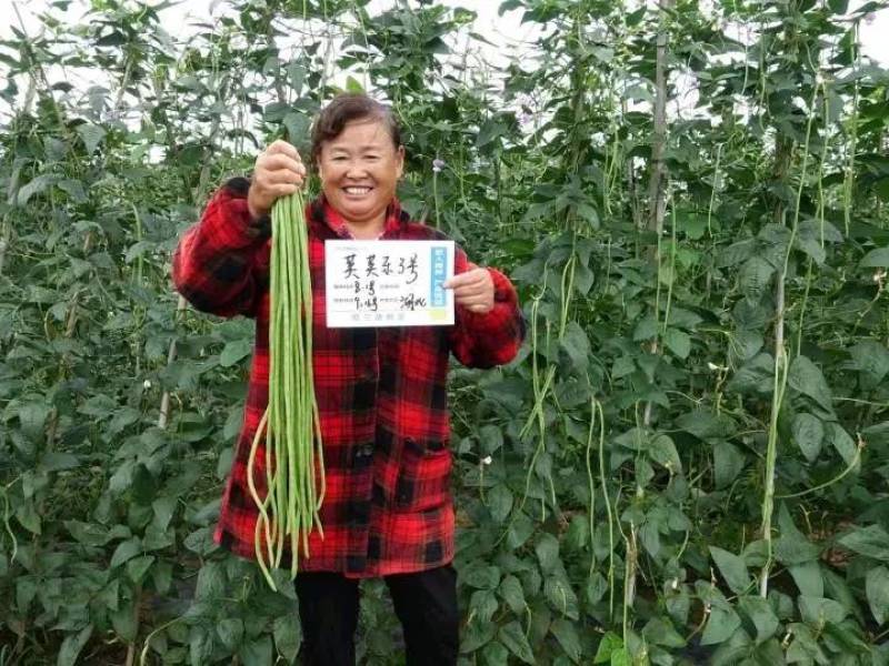 【高品质】荚荚乐3号翠绿豇豆种子耐热越夏4荚80公分
