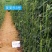 【高品质】荚荚乐3号翠绿豇豆种子耐热越夏4荚80公分