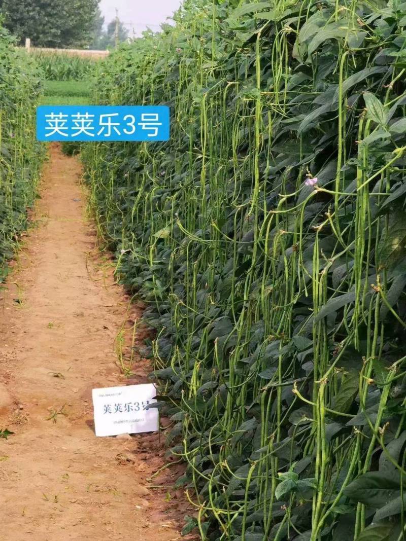 【高品质】荚荚乐3号翠绿豇豆种子耐热越夏4荚80公分