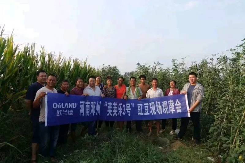 【高品质】荚荚乐3号翠绿豇豆种子耐热越夏4荚80公分