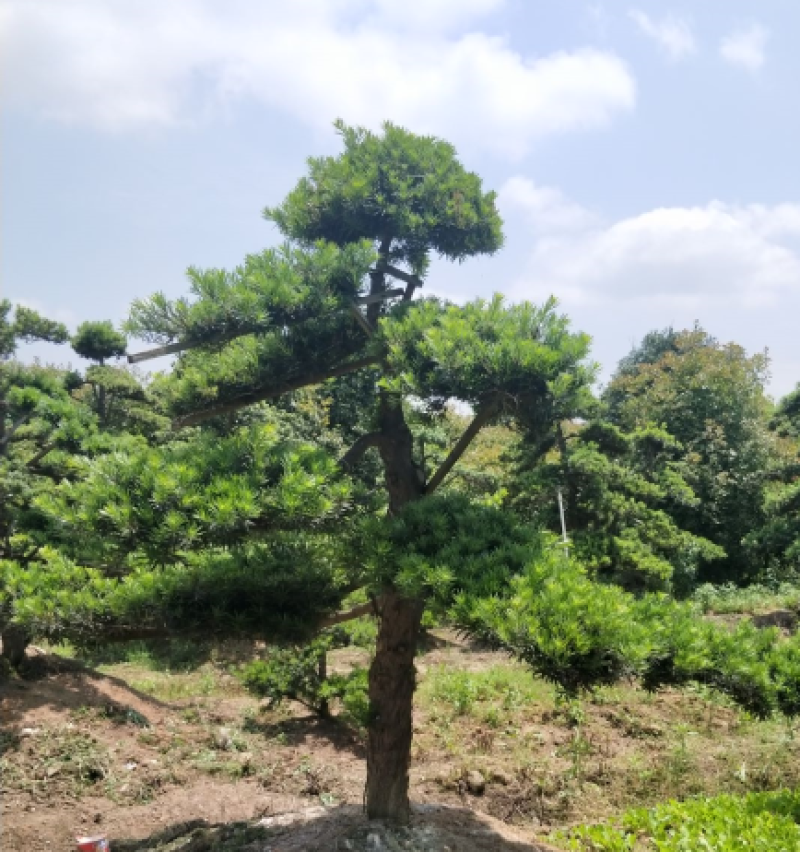造型罗汉松，栽培于庭院作观赏树，分布于中国多省。