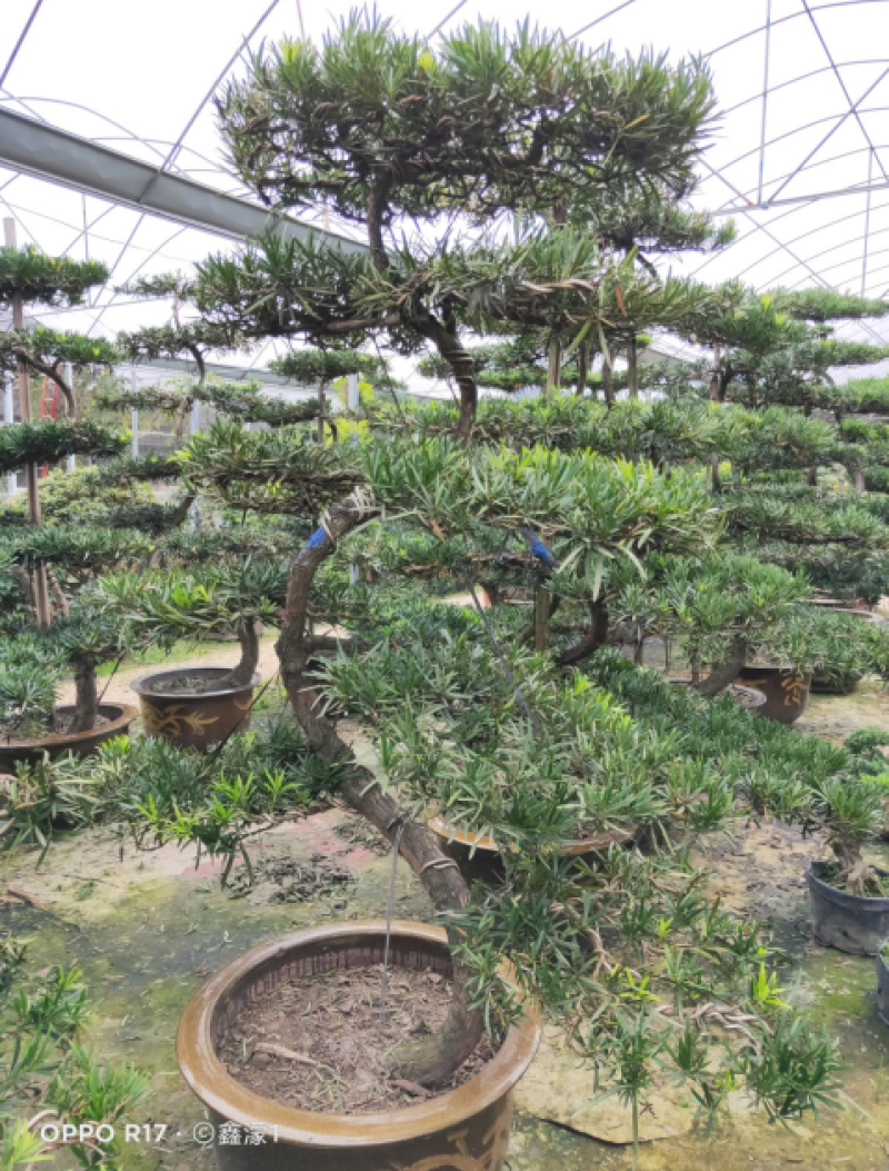造型罗汉松，栽培于庭院作观赏树，分布于中国多省。