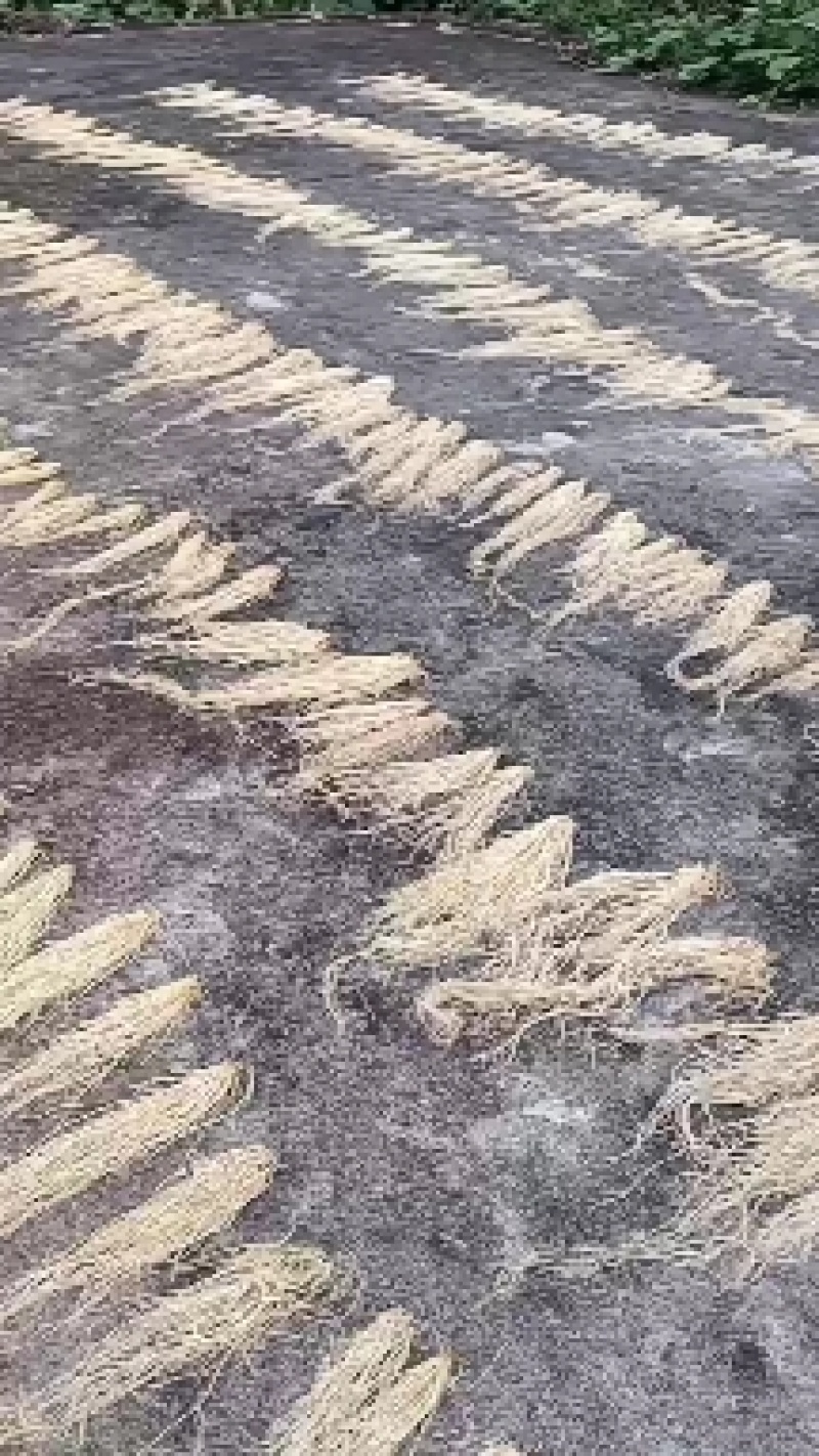 软肝草种植大户追求品质专注批发一年四季现挖现卖保持货新鲜