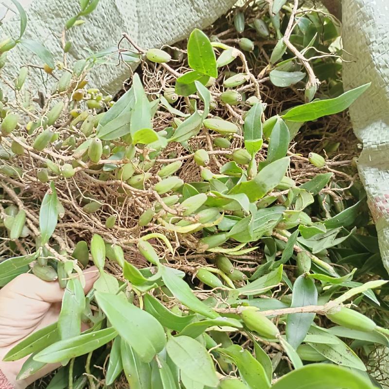 双叶中果软叶石橄榄干果渣子挑选干净放心购