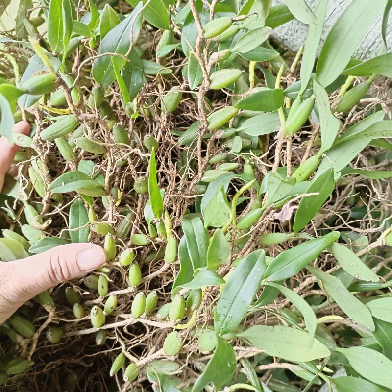 双叶中果软叶石橄榄干果渣子挑选干净放心购