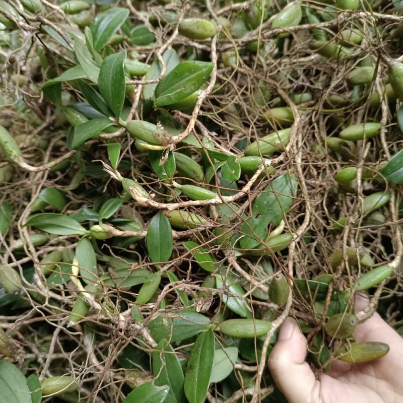 双叶中果软叶石橄榄干果渣子挑选干净放心购