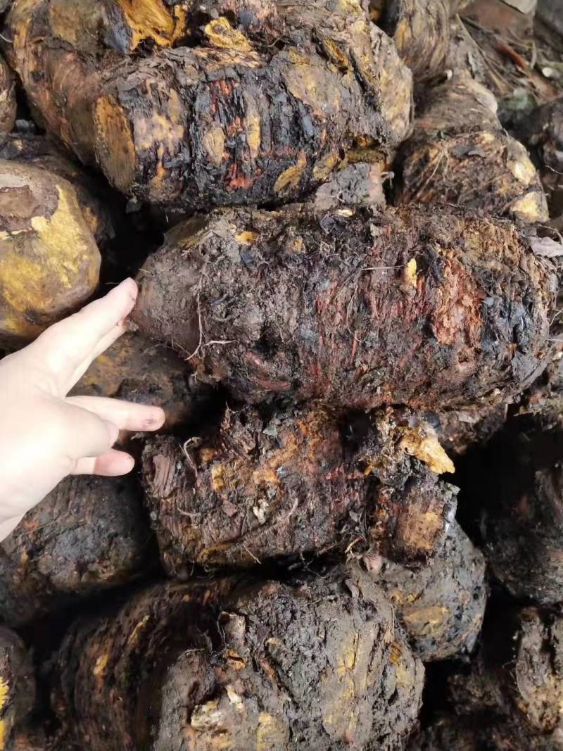 高产马蹄大黄种苗，生命力顽强，产量高，含量高