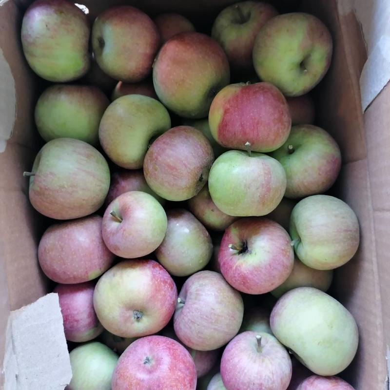【苹果】青龙果光苹果产地直发品质保证坏单包赔