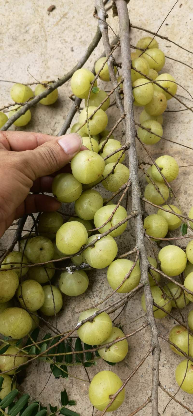 有大量种植代办各种余甘果