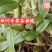 双叶中果软叶石橄榄干果渣子挑选干净放心购