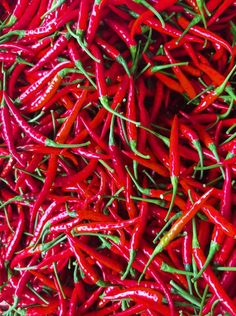 云南精品小米辣朝天椒大量上市产地直发。代收代发均可
