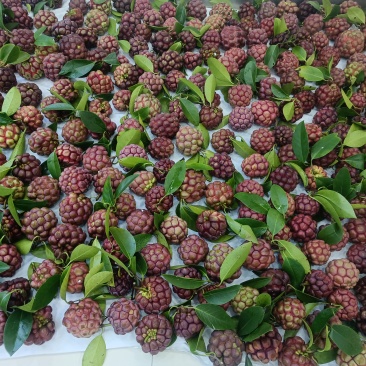 黑老虎（布福娜）