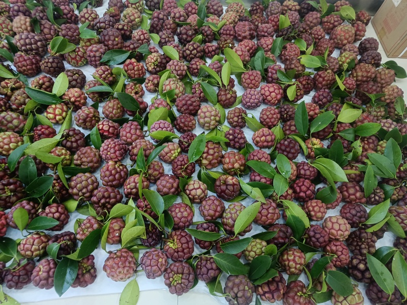 黑老虎（布福娜）