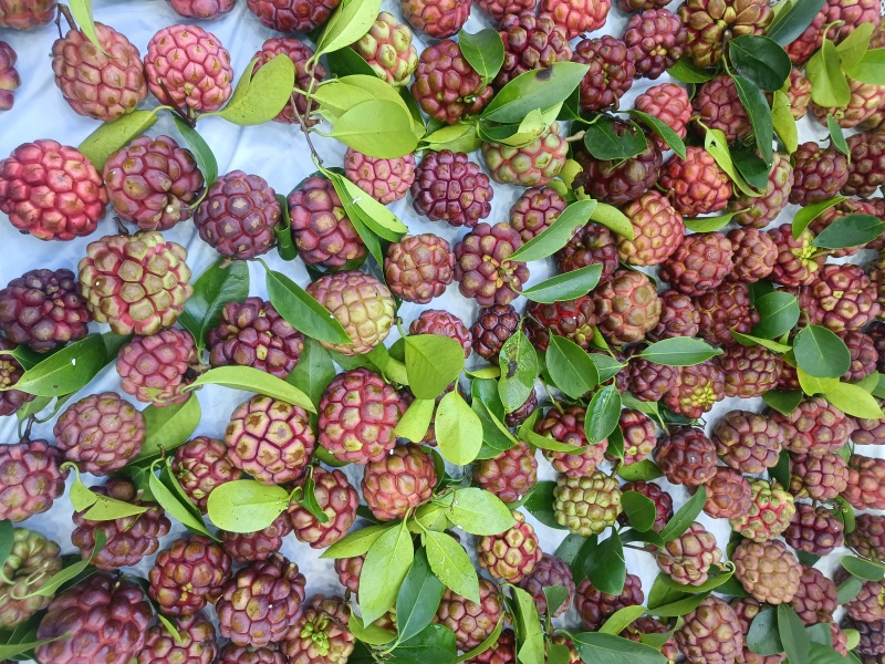 黑老虎（布福娜）