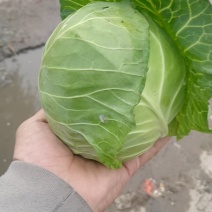 中牟甘蓝，中甘甘蓝，包菜，平包，绿色蔬菜。