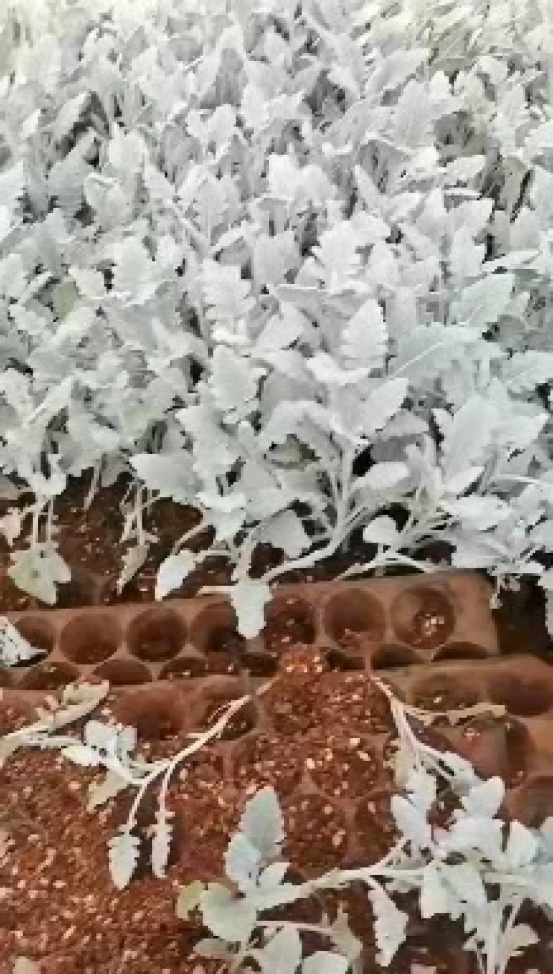 云南银叶菊花苗精品银叶菊耐寒耐旱遇水变色欢迎选购！