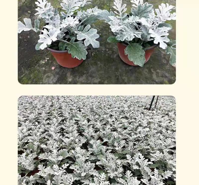 云南银叶菊花苗精品银叶菊耐寒耐旱遇水变色欢迎选购！