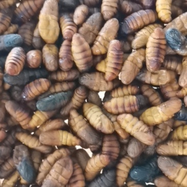 新鲜蚕蛹