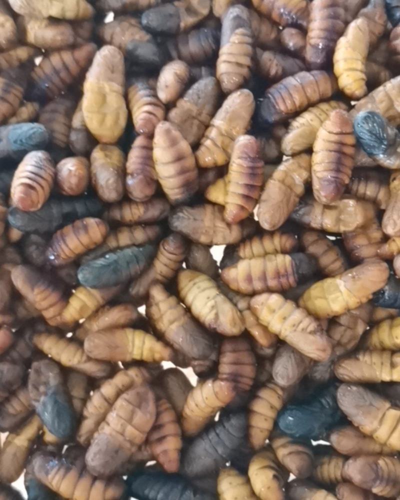 新鲜蚕蛹