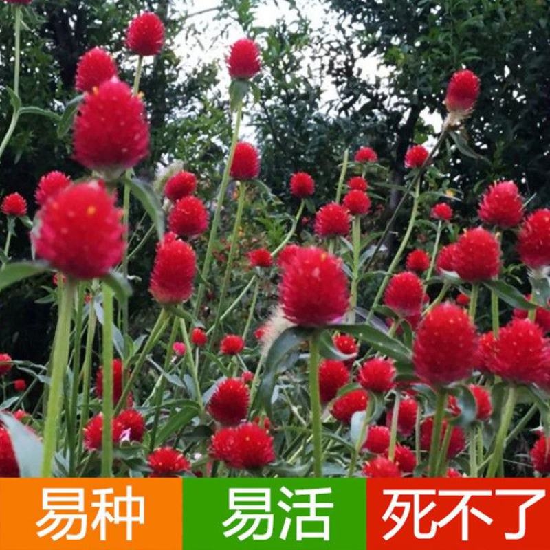 千日红种子千日紫种子观花种子