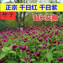 千日红种子千日紫种子观花种子四季播火球花百日红花卉种子