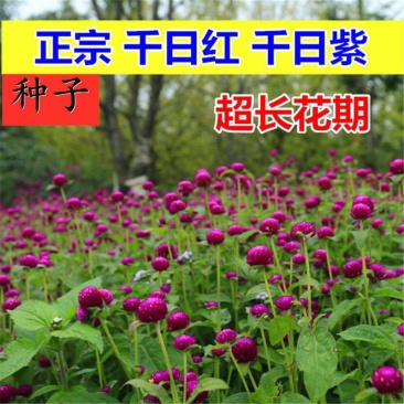 千日红种子千日紫种子观花种子