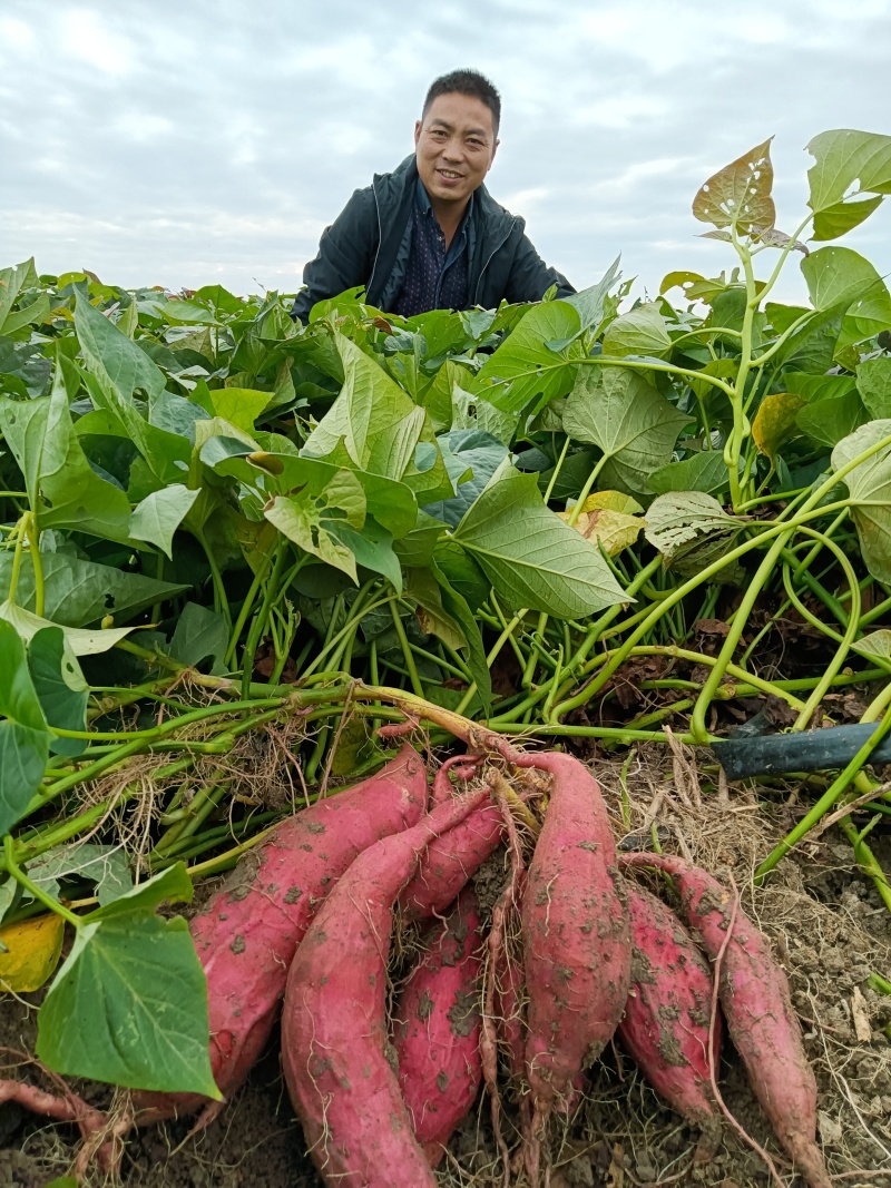 安徽红薯软糯香甜高品质烟薯大量上市欢迎采购