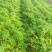 山西省运城市夏县新鲜黄萝卜，胡萝卜，可批发零售