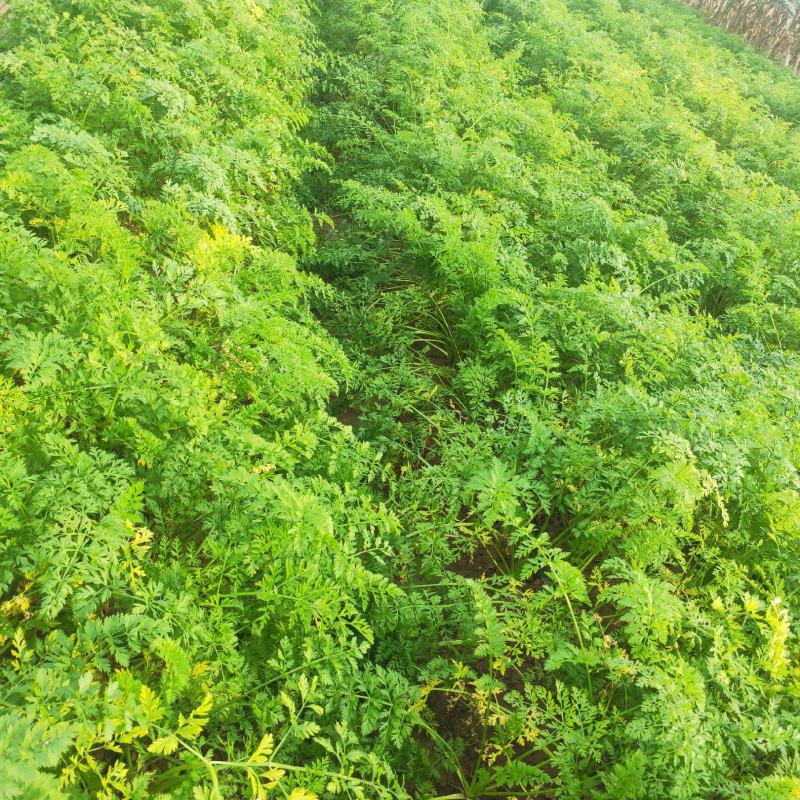 山西省运城市夏县新鲜黄萝卜，胡萝卜，可批发零售