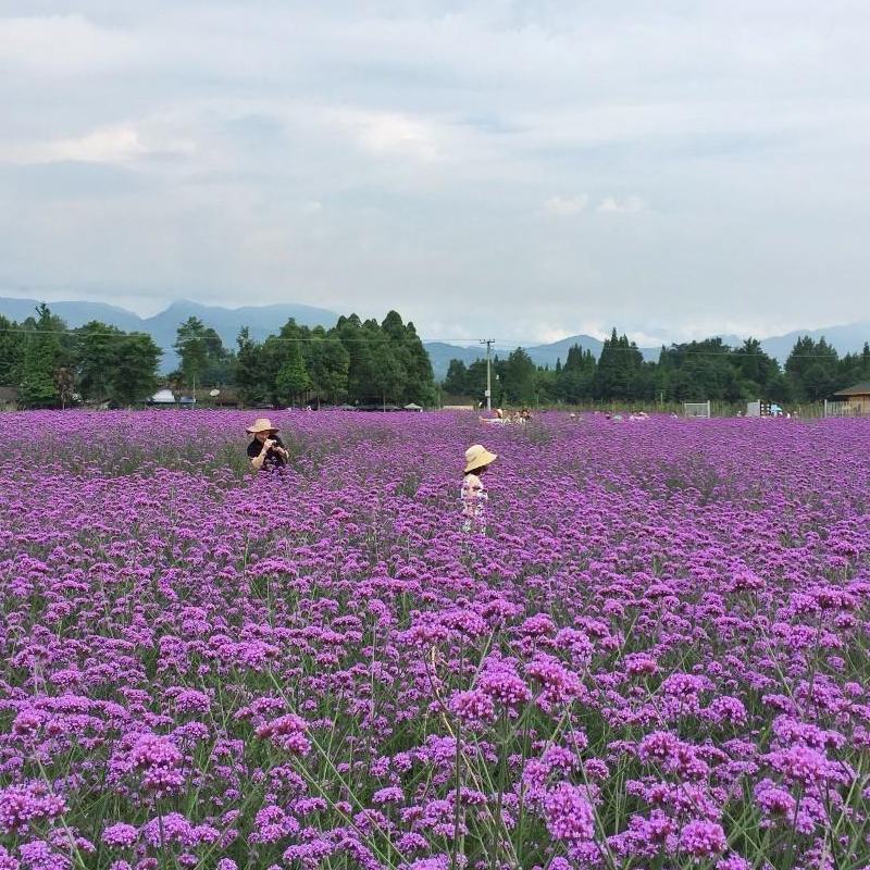 多年生柳叶马鞭草花种子籽花海种子紫色花阔叶马鞭草花种子