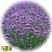 多年生柳叶马鞭草花种子籽花海种子紫色花阔叶马鞭草花种子