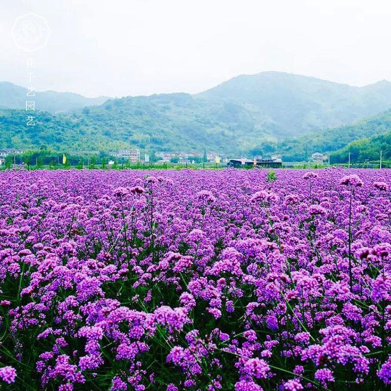 多年生柳叶马鞭草花种子籽花海种子紫色花阔叶马鞭草花种子