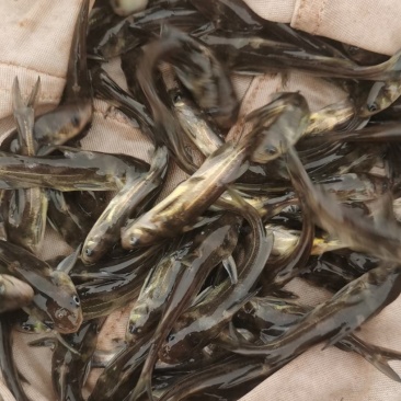 黄骨鱼苗，适应能力强，技术成熟科学养殖，让你养殖无忧