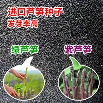 绿色、紫色芦笋种子高产抗病（硕丰盛丰tc30）