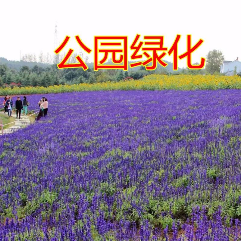 多年生宿根蓝萼蓝色鼠尾草种子粉色鼠尾草种子花海花卉种子