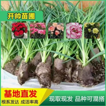 云南昆明切花单头多头康乃馨花苗盆栽地栽