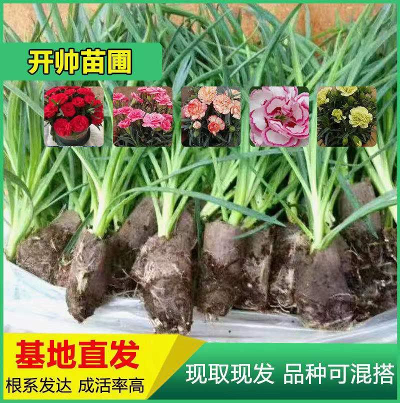 云南昆明切花单头多头康乃馨花苗盆栽地栽