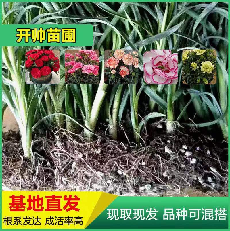云南昆明切花单头多头康乃馨花苗盆栽地栽