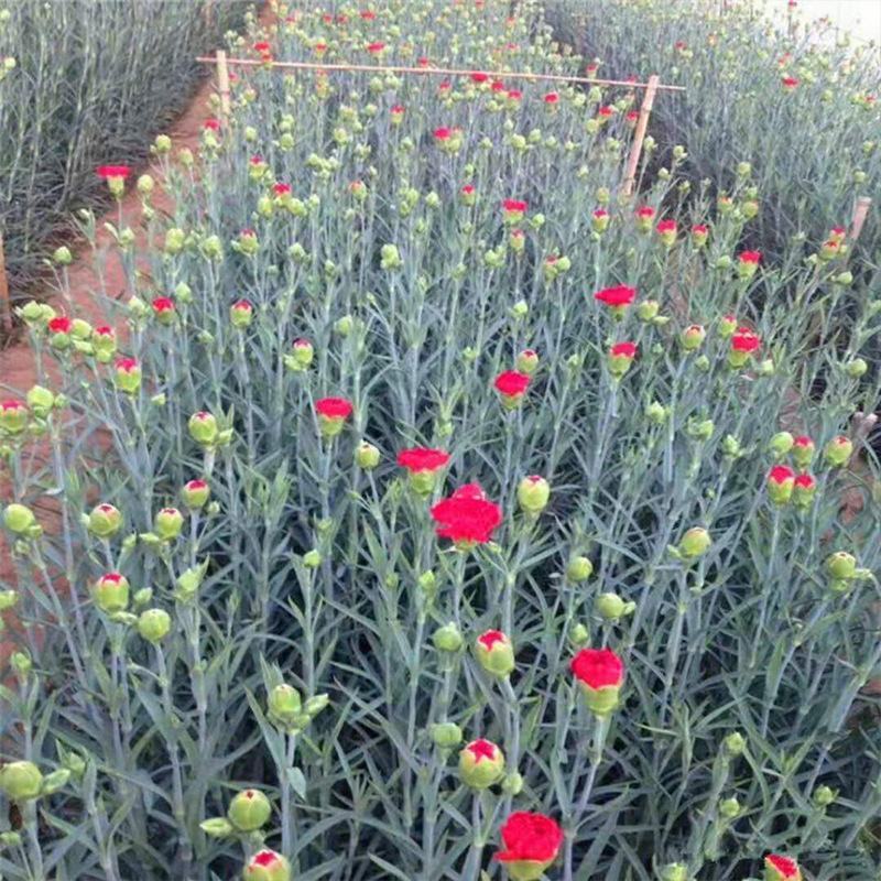 云南昆明切花单头多头康乃馨花苗盆栽地栽