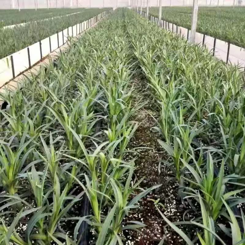 云南昆明切花单头多头康乃馨花苗盆栽地栽