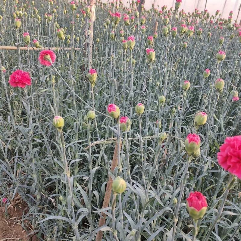 云南昆明切花单头多头康乃馨花苗盆栽地栽