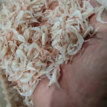 渤海湾咸虾皮大量有货，价格便宜可以做食品加工，需要的联系