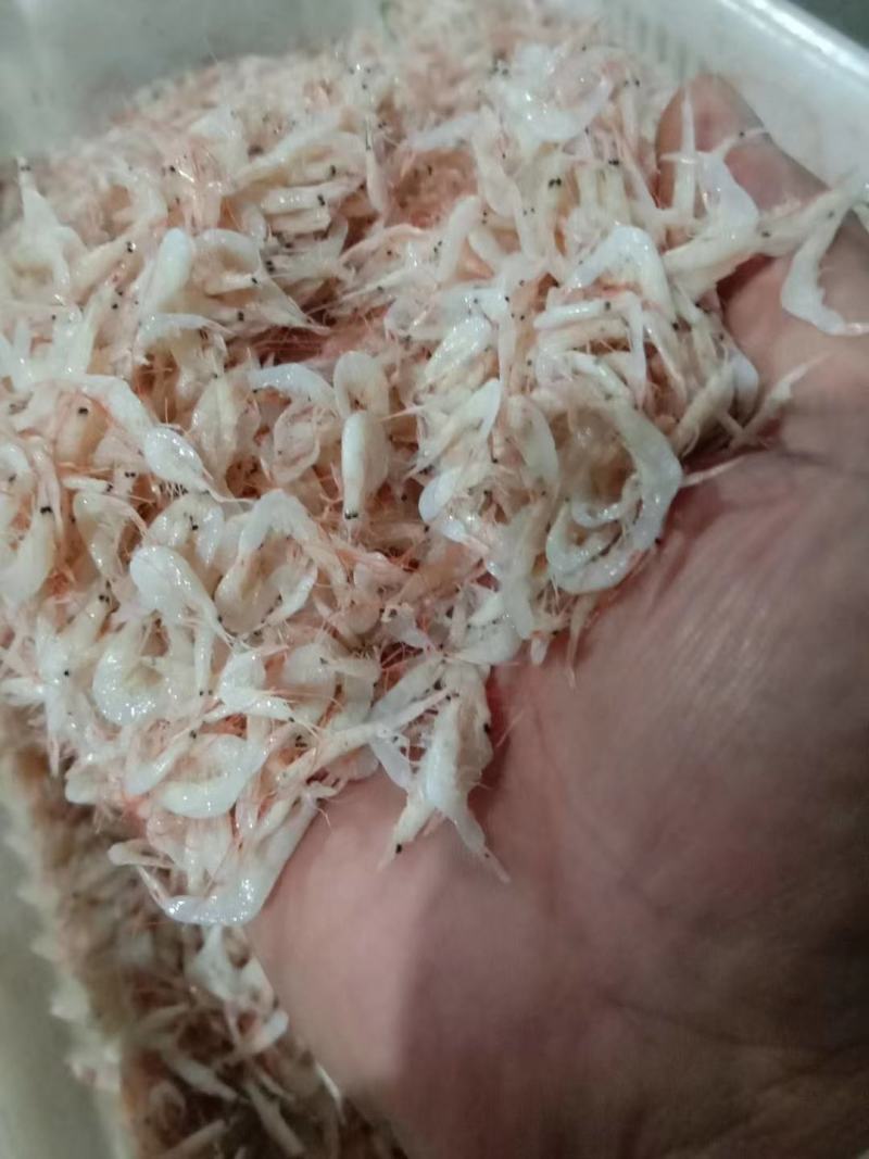渤海湾咸虾皮大量有货，价格便宜可以做食品加工，需要的联系